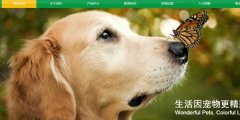 南京凯*宠物用品有限公司建网站有创意的主题设计